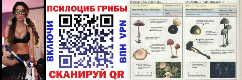 Псилоцибиновые грибы MAGIC MUSHROOMS  наркотики  omg онион  Каменногорск 